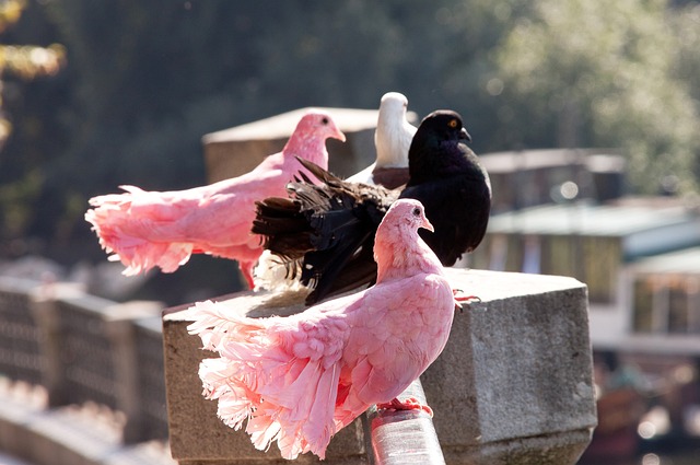 的比赛更加 的比赛更加