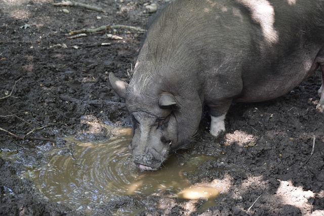 级得分手的 级得分手的